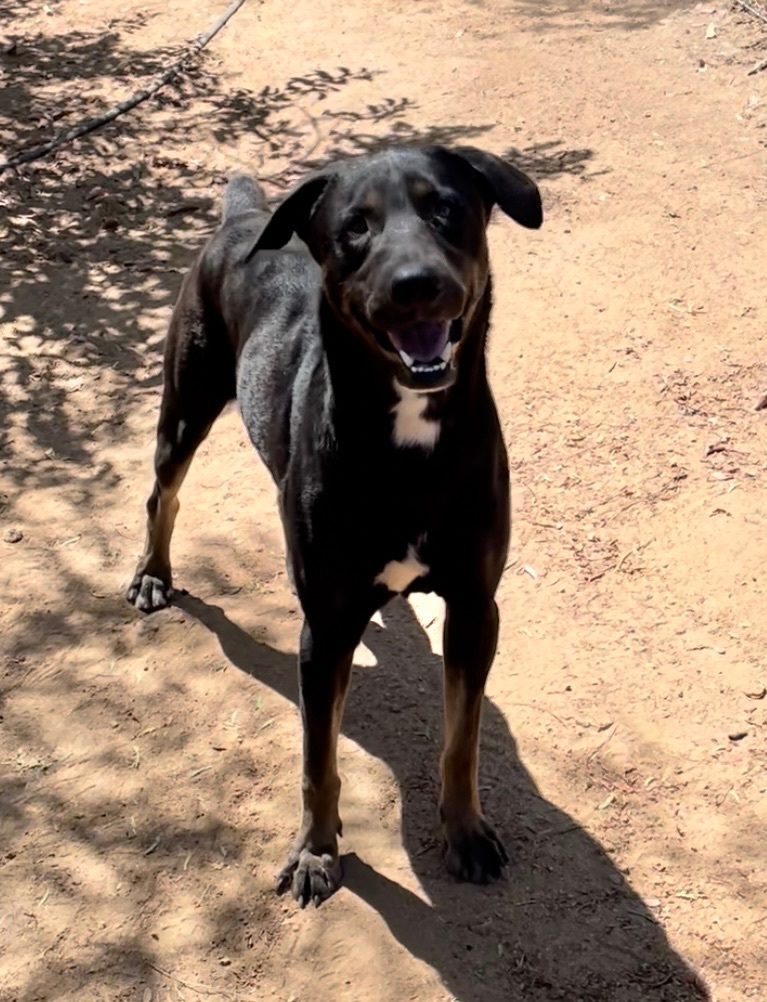 Franky, Adopted, Young Male Doberman Pinscher & German Shepherd Dog.