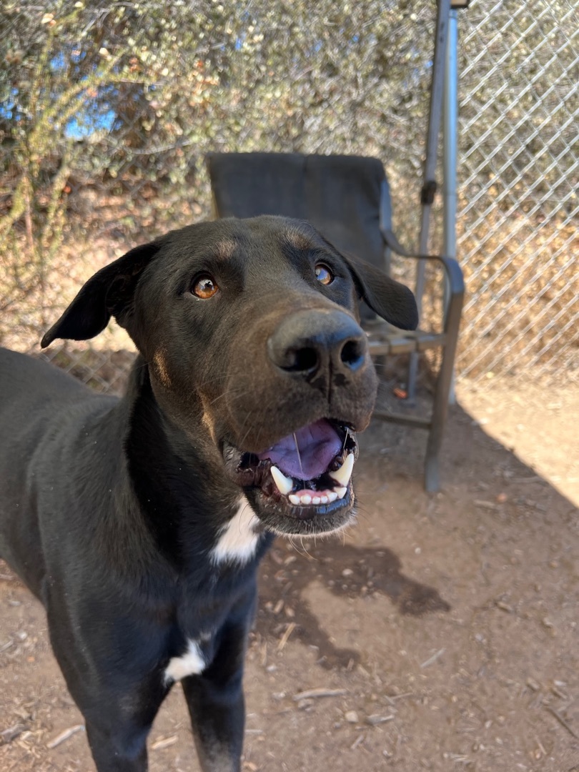 Enlarge Franky, a Adopted mixed breed in Superior, MT image 3/4