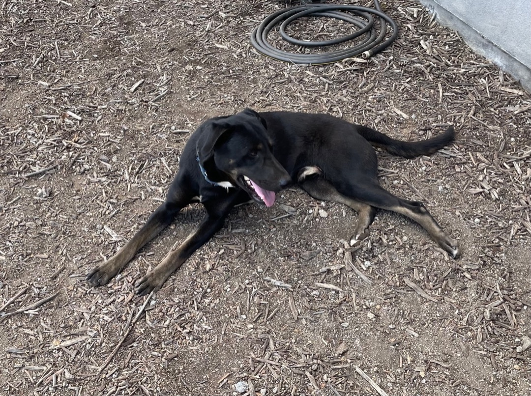 Enlarge Franky, a Adopted mixed breed in Superior, MT image 4/4