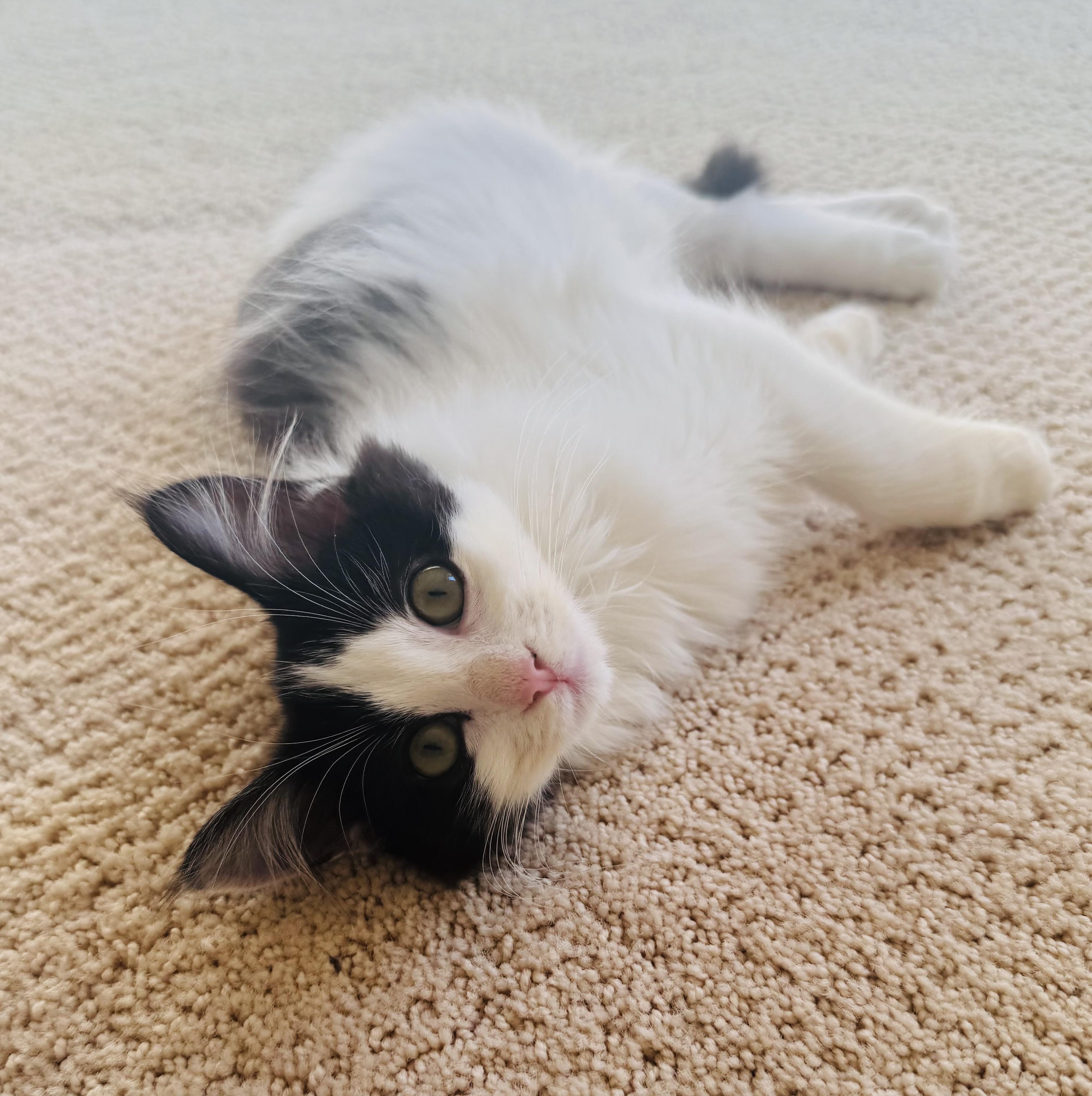 Koala, adopted, Kitten Male Ragdoll.