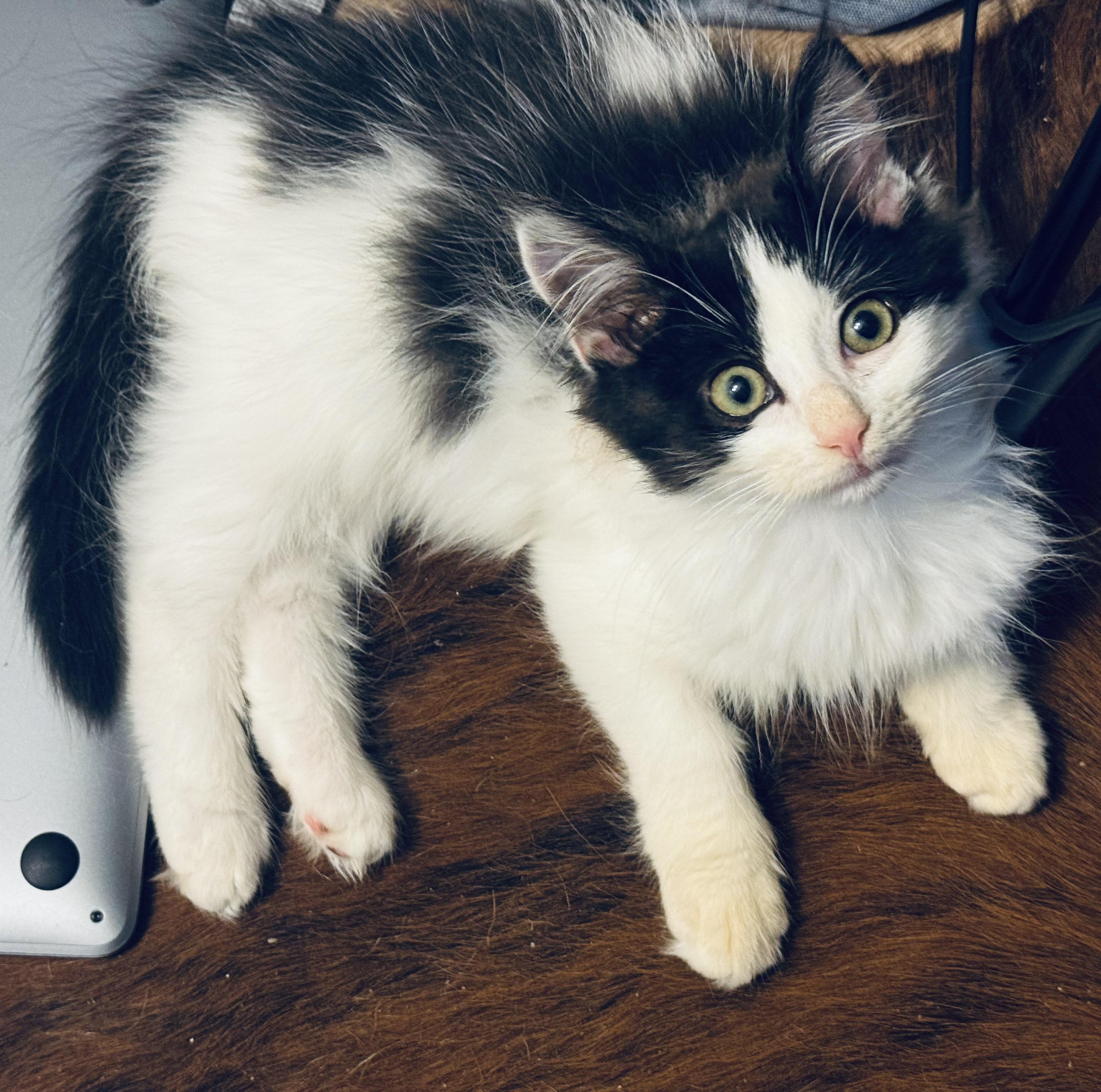 Koala, an adopted mixed breed in Newborn, GA image 2/4