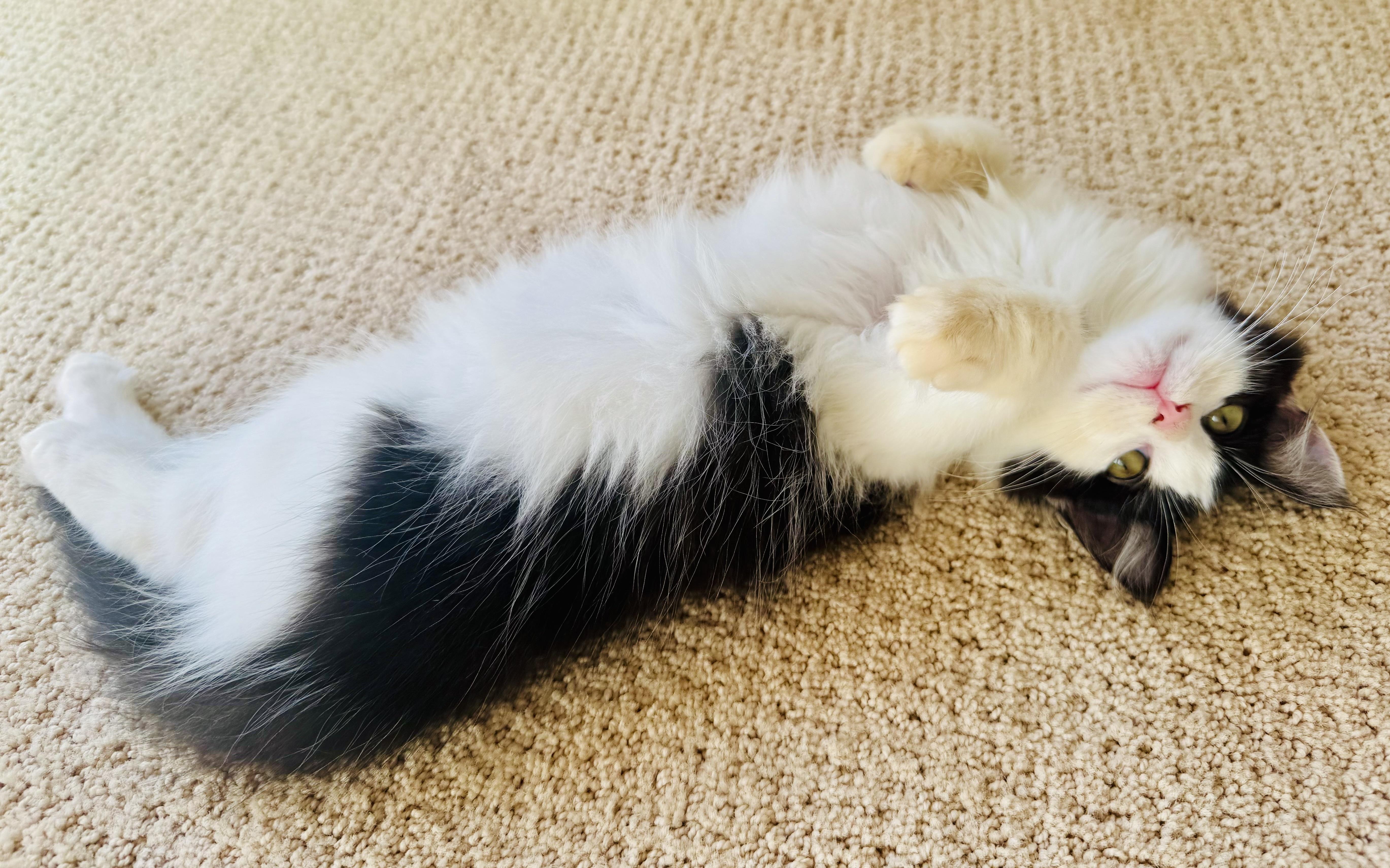 Koala, an adopted mixed breed in Newborn, GA image 3/4