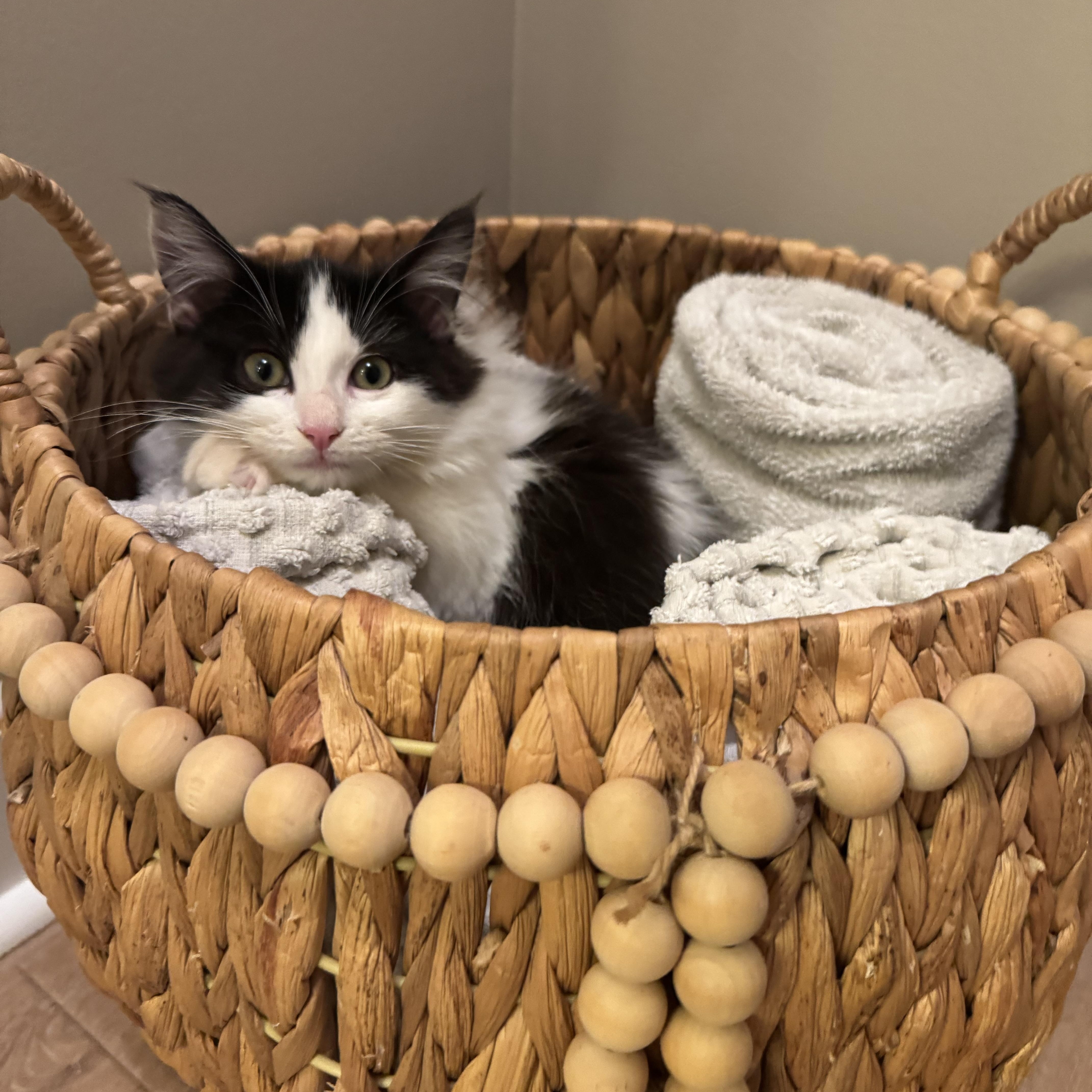 Koala, an adopted mixed breed in Newborn, GA image 4/4