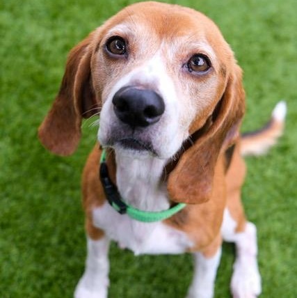 Enlarge Doc, a Adopted Beagle in Newport Beach, CA image 1/1