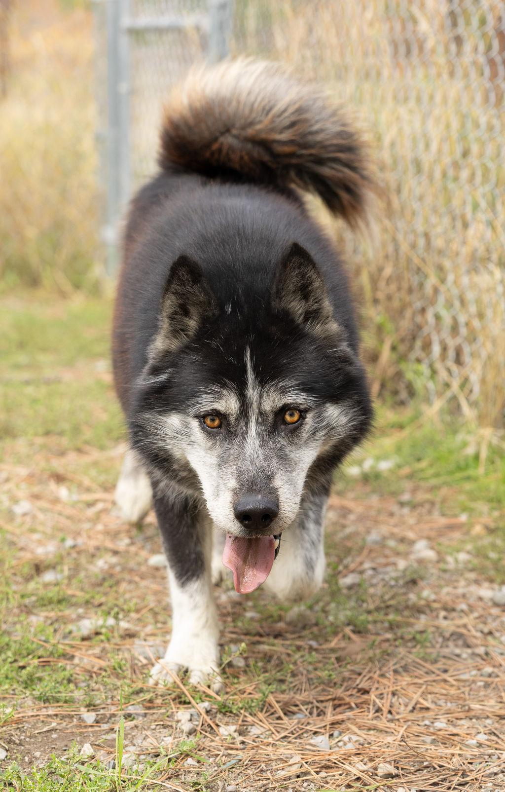 Balto, Adopted, Adult Male Husky.