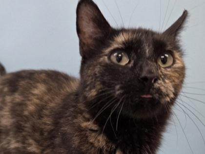 Maddy, Adoptable, Adult Female Domestic Short Hair & Domestic Short Hair.