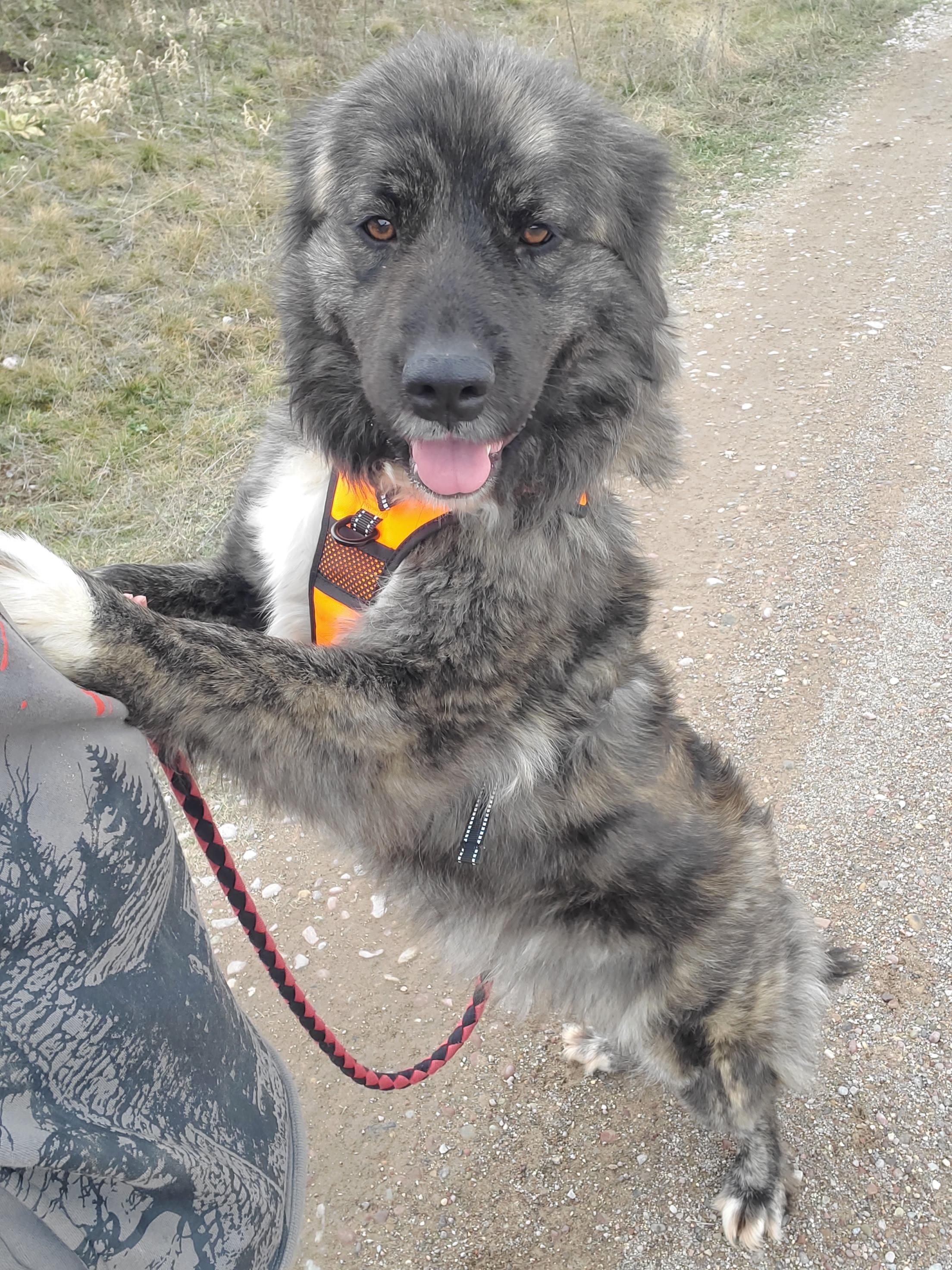 Enlarge Freyja, a ADOPTABLE Anatolian Shepherd in Polson, MT image 2/5