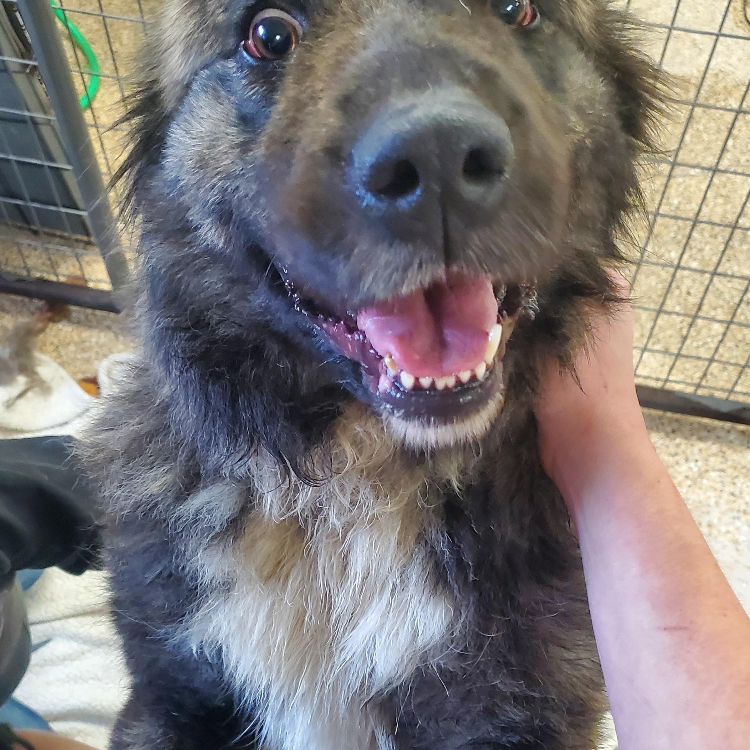 Enlarge Freyja, a ADOPTABLE Anatolian Shepherd in Polson, MT image 3/5