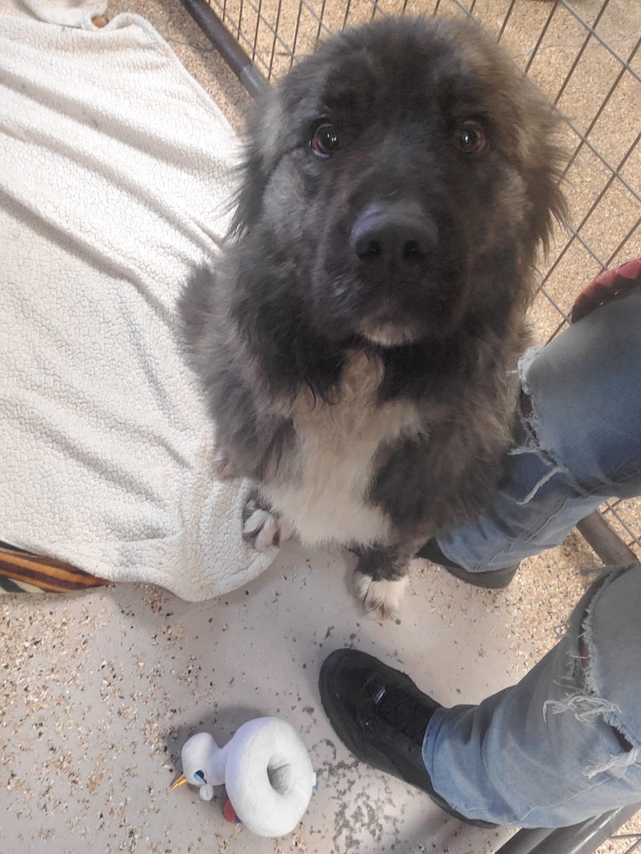 Enlarge Freyja, a ADOPTABLE Anatolian Shepherd in Polson, MT image 4/5