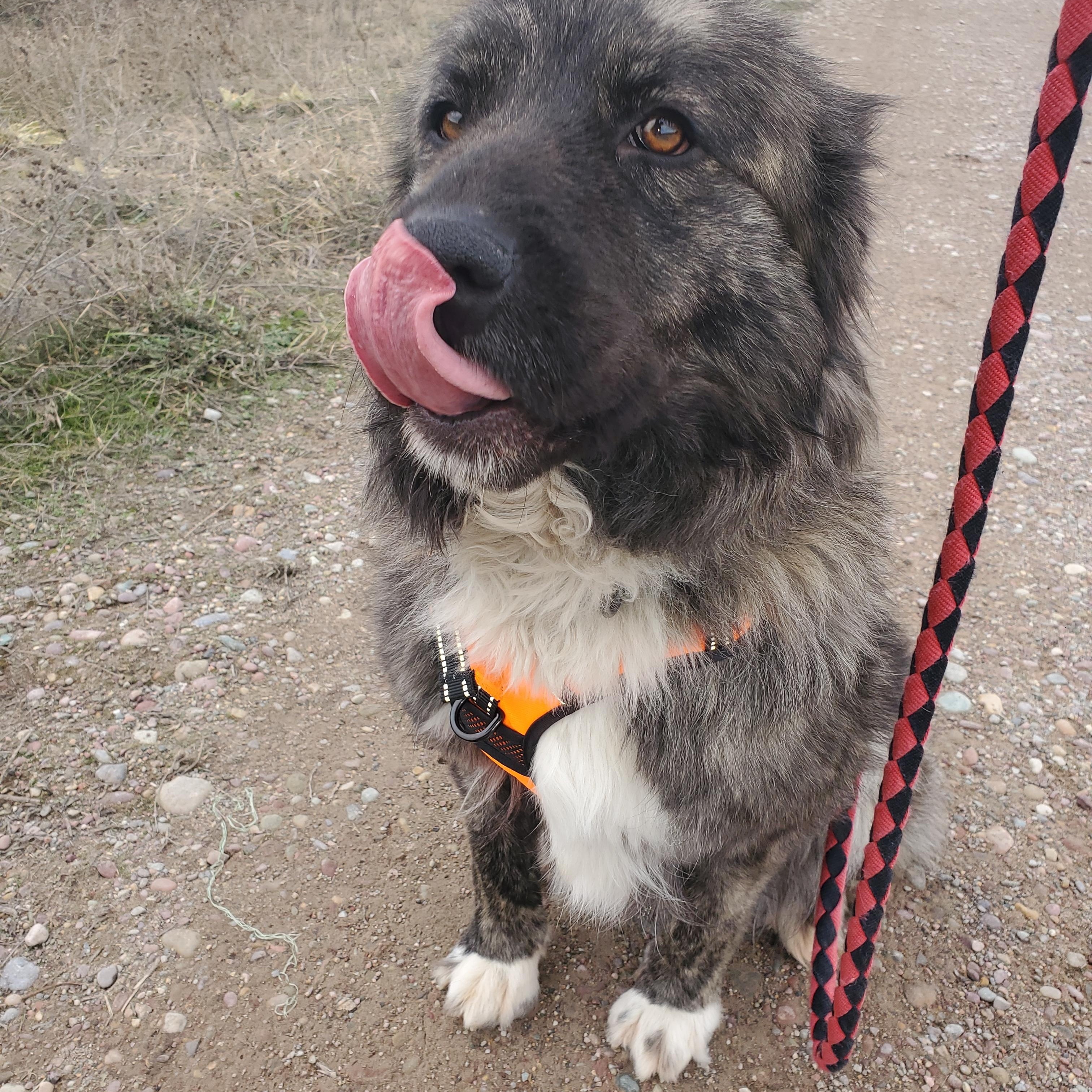 Enlarge Freyja, a ADOPTABLE Anatolian Shepherd in Polson, MT image 1/5