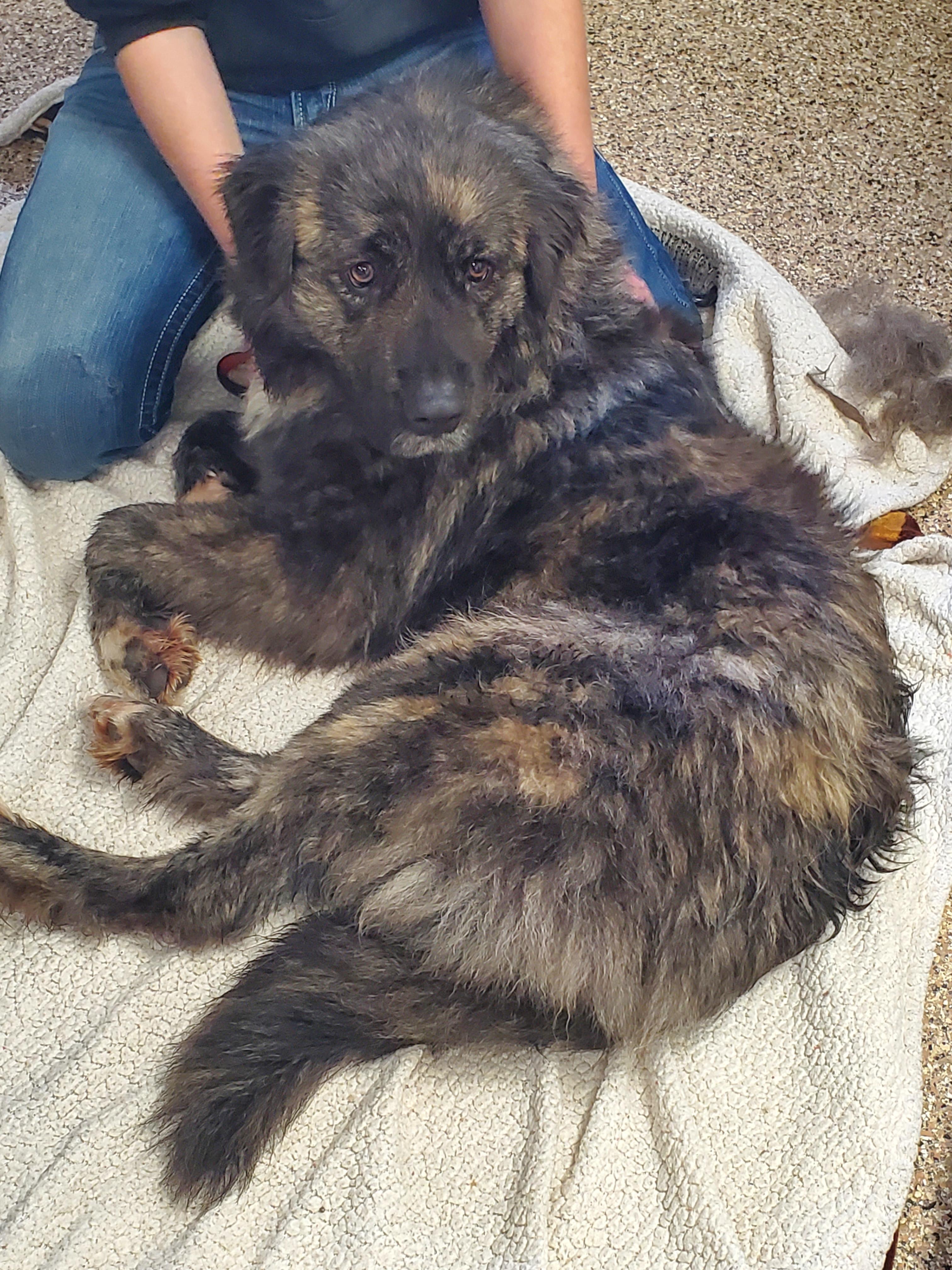 Enlarge Freyja, a ADOPTABLE Anatolian Shepherd in Polson, MT image 5/5