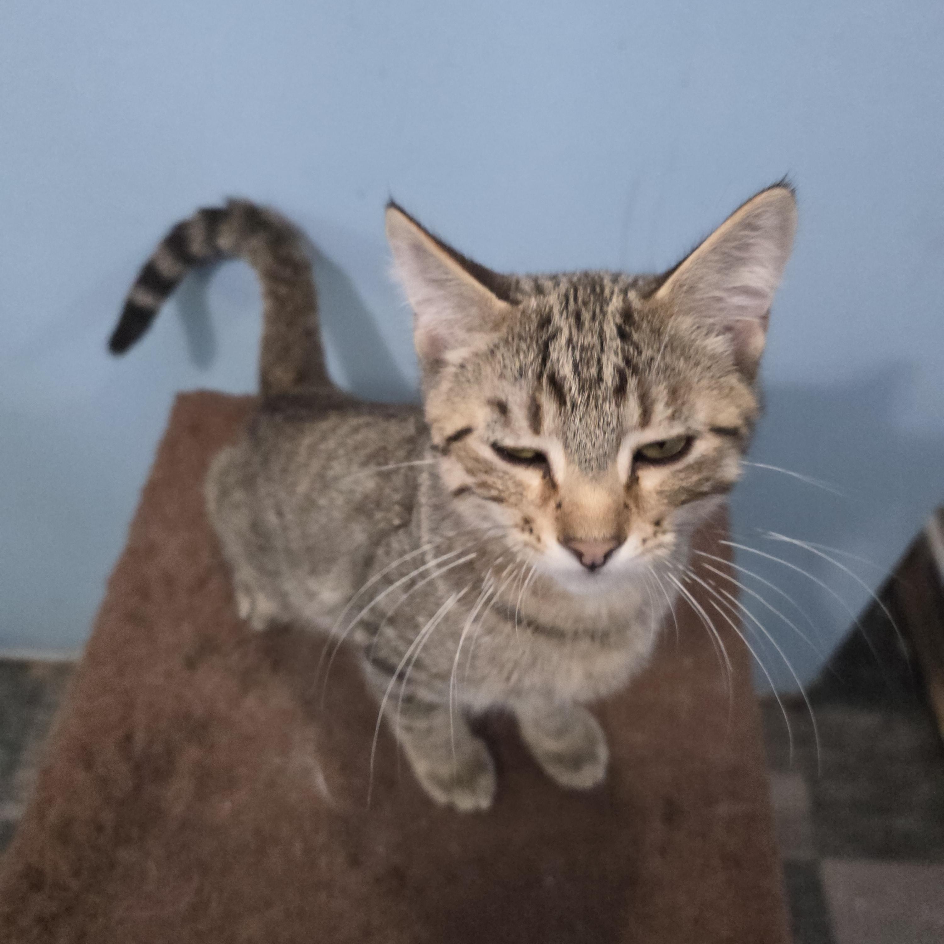 Milo, adopted, Kitten Male Domestic Short Hair.