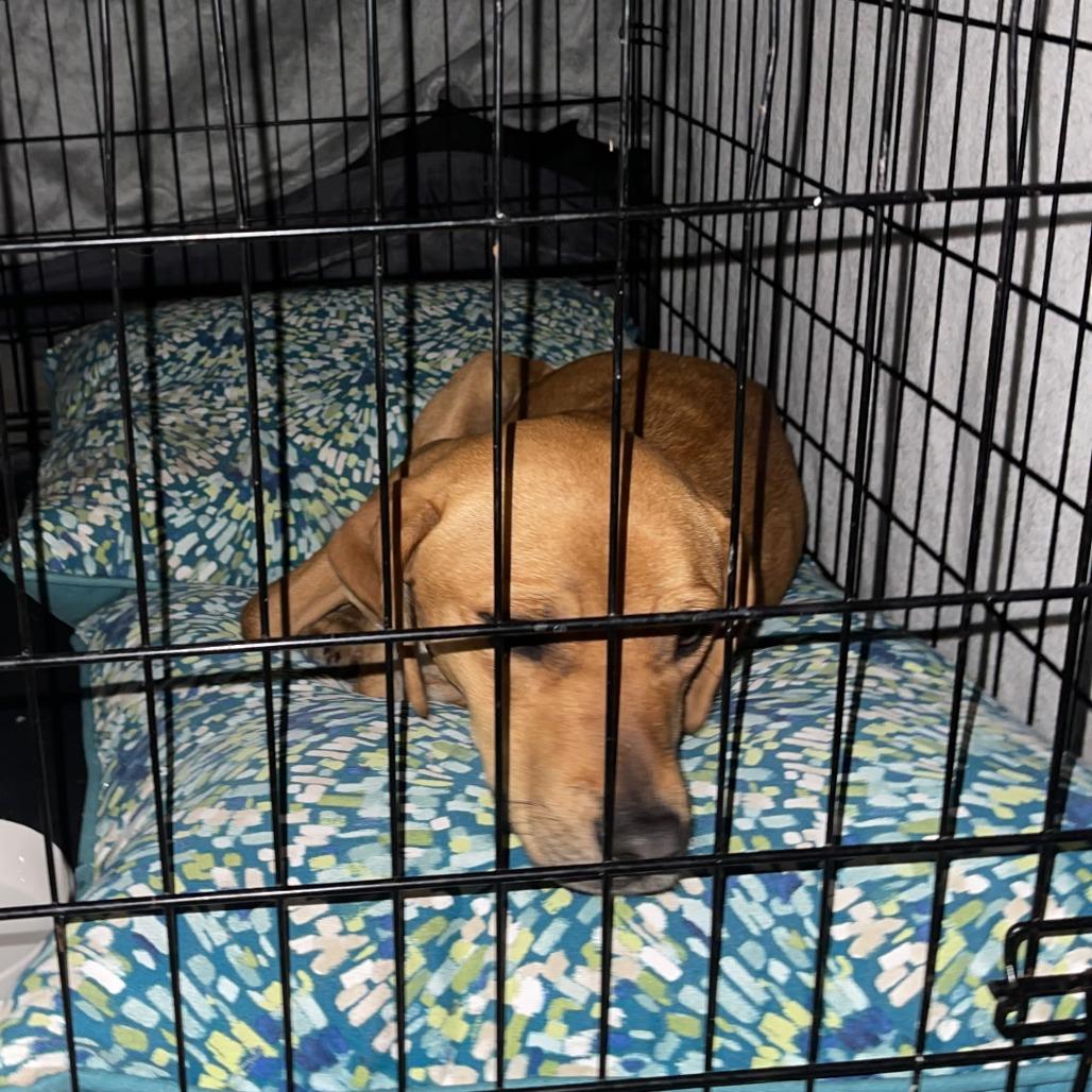 Pepper — thumbnail 2