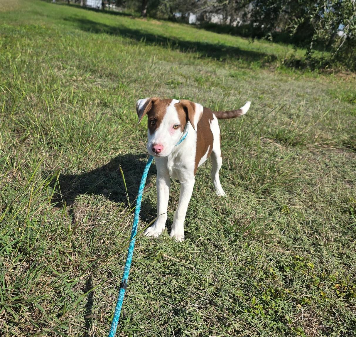 Romeo — thumbnail 2