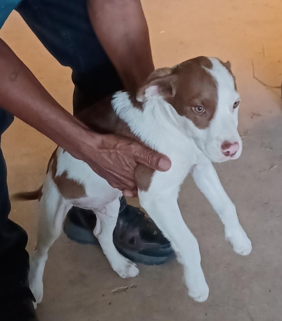 Romeo — thumbnail 3