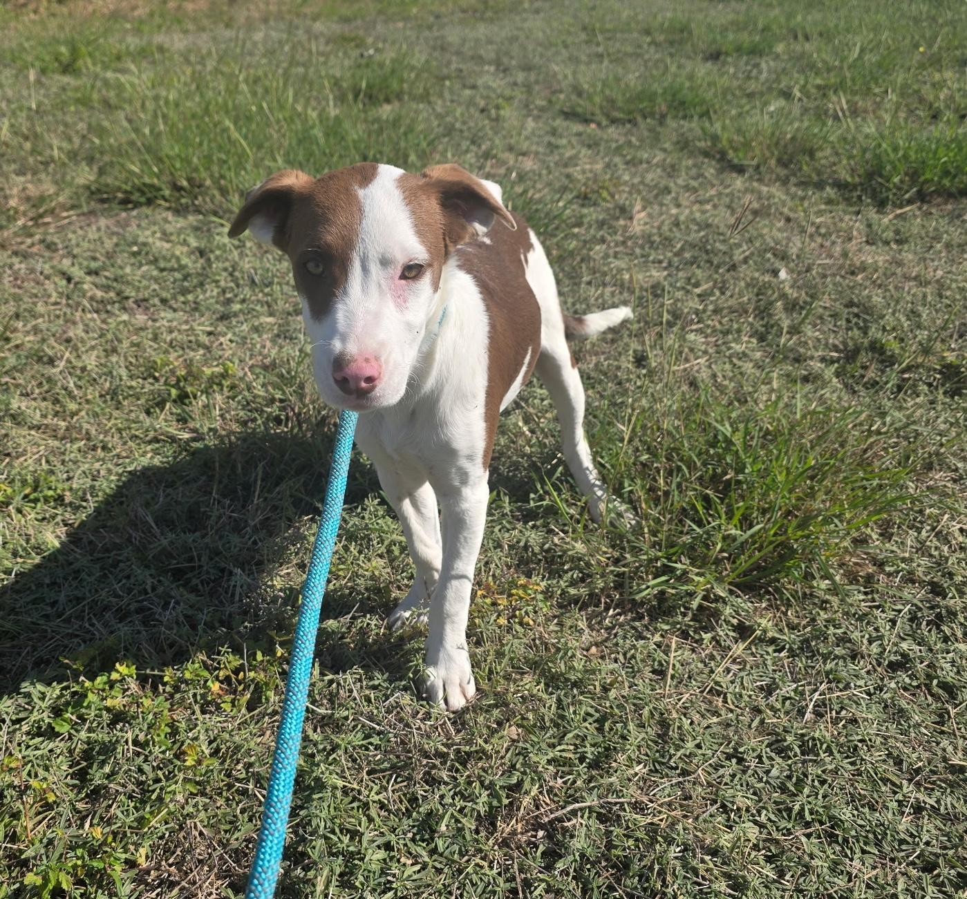 Romeo — thumbnail 5