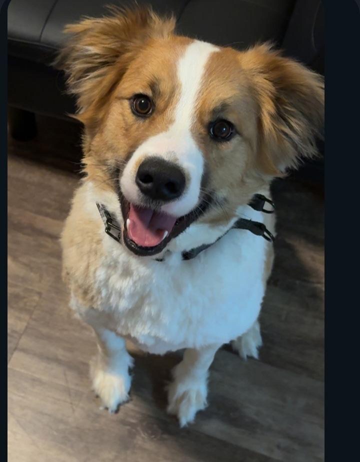 Kai, Adoptable, Adult Male Rough Collie.