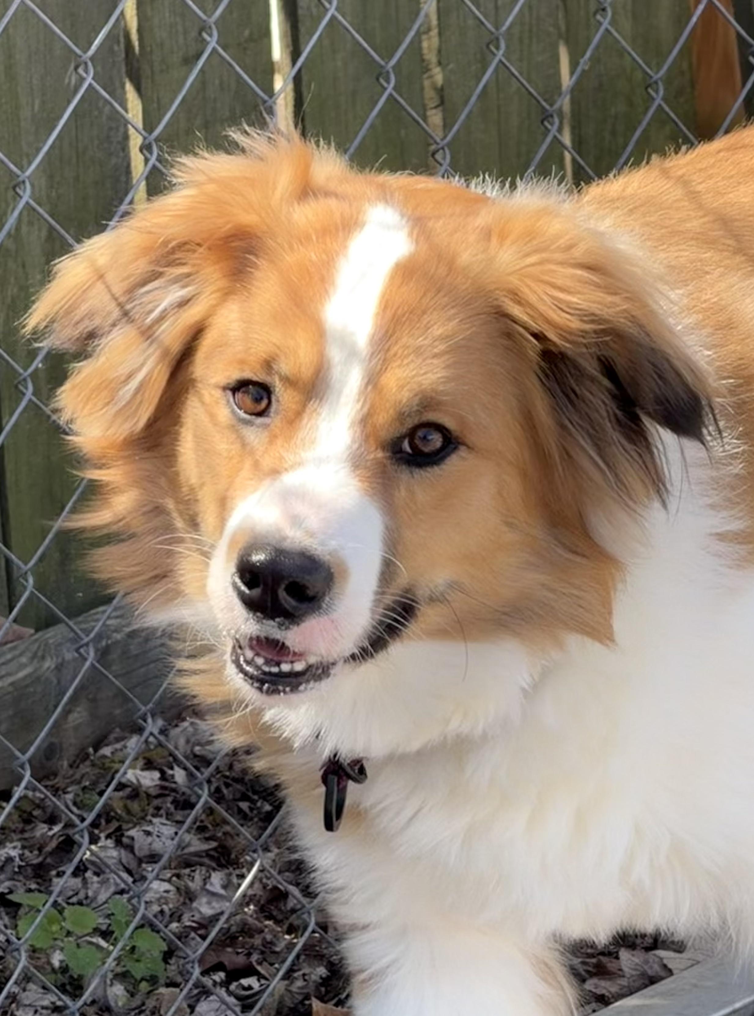Enlarge Kai, a Adoptable Rough Collie in Owensboro, KY image 2/6
