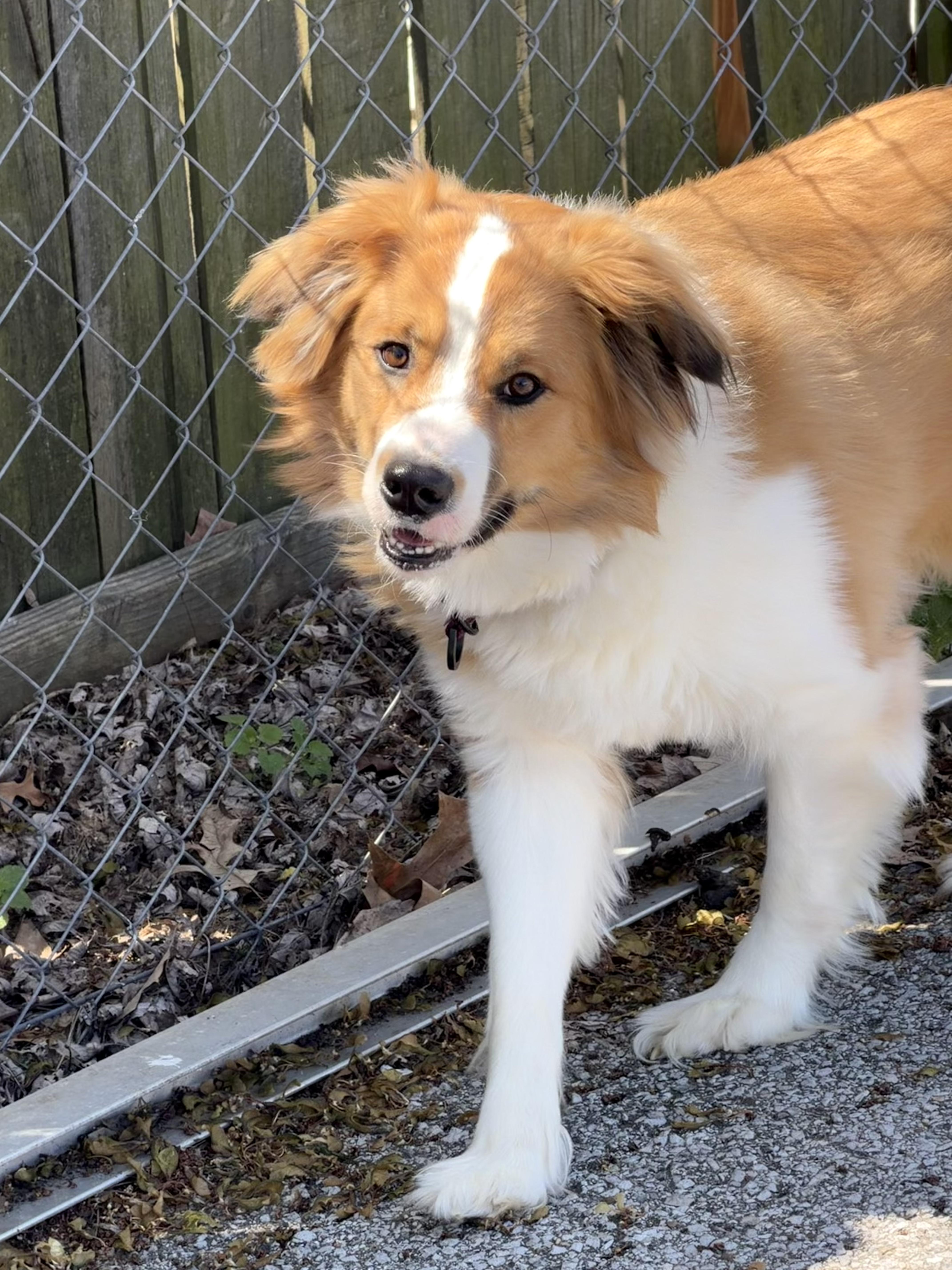 Enlarge Kai, a Adoptable Rough Collie in Owensboro, KY image 4/6