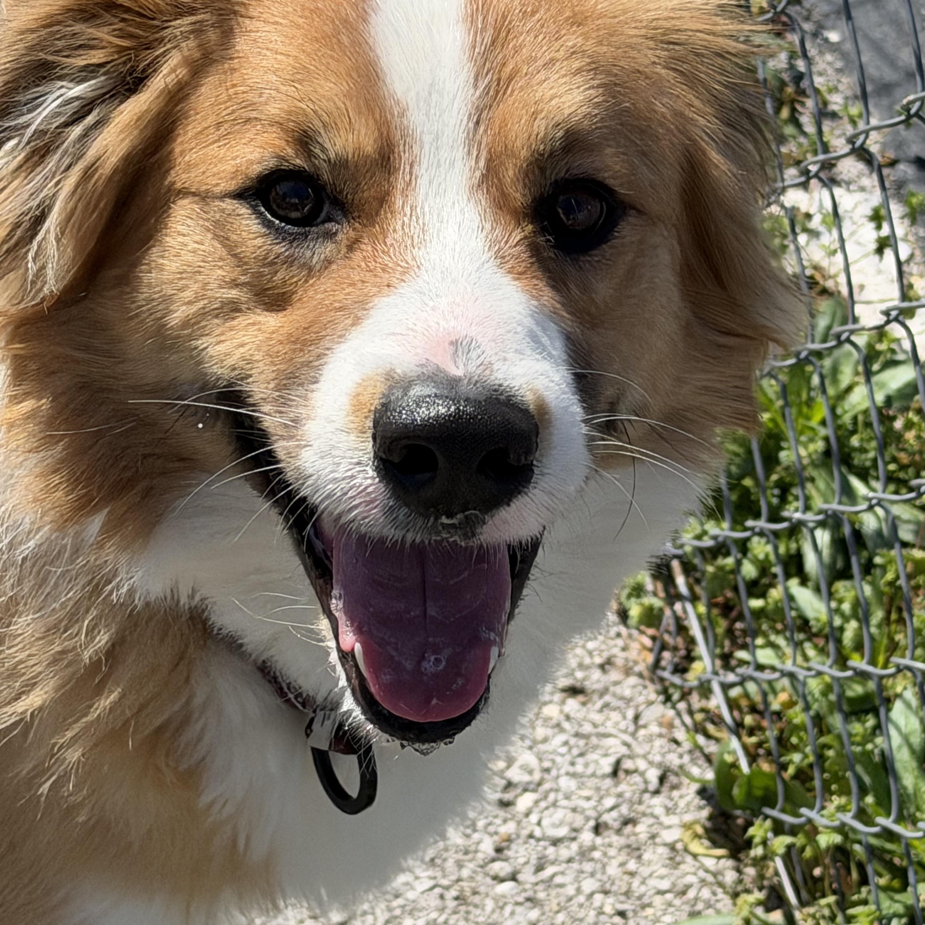 Enlarge Kai, a Adoptable Rough Collie in Owensboro, KY image 5/6
