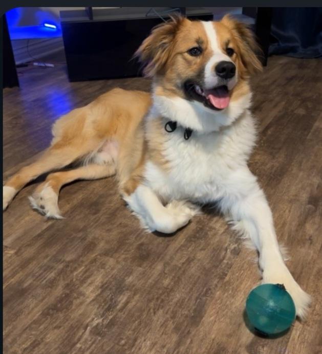 Enlarge Kai, a Adoptable Rough Collie in Owensboro, KY image 3/6