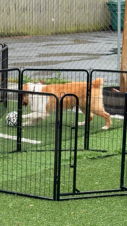 Enlarge Kai, a Adoptable Rough Collie in Owensboro, KY video 6/6