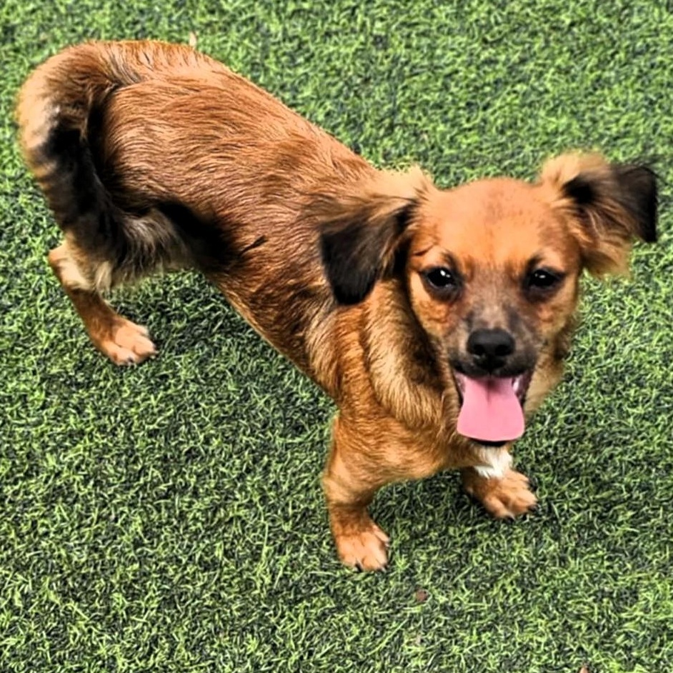 PRINCE, Adoptable, Puppy Male Chihuahua.