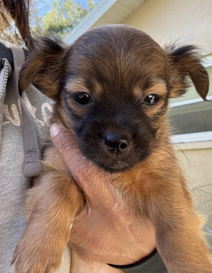 PRINCE, a Adoptable mixed breed in Largo, FL image 3/3