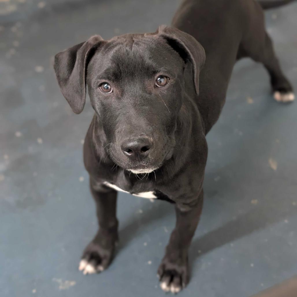 Crosby, Adoptable, Young Male Beagle & Mixed Breed.
