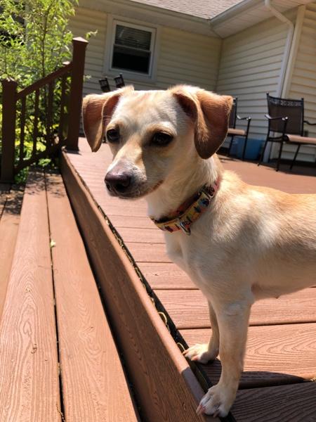 Lola, a Adoptable mixed breed in Oakland, NJ image 1/6