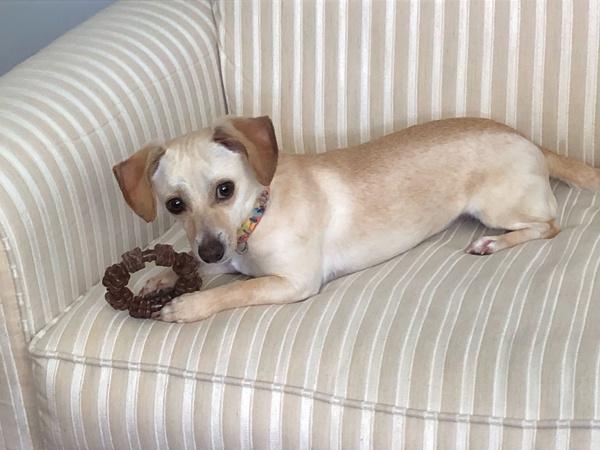 Enlarge Lola, a Adoptable mixed breed in Oakland, NJ image 1/6