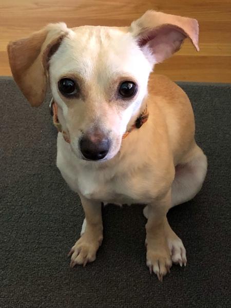 Enlarge Lola, a Adoptable mixed breed in Oakland, NJ image 2/6