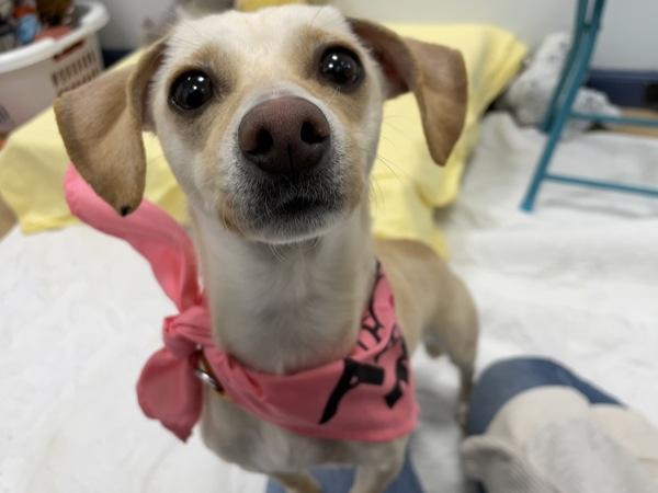 Lola, a Adoptable mixed breed in Oakland, NJ image 3/6