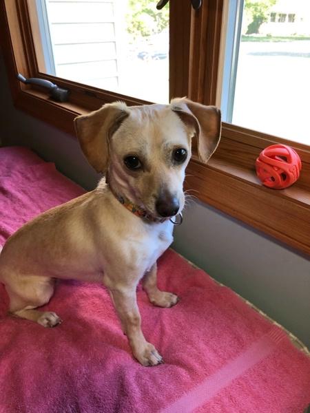 Enlarge Lola, a Adoptable mixed breed in Oakland, NJ image 5/6