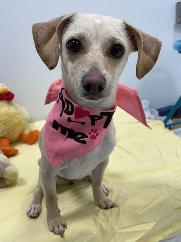 Lola, a Adoptable mixed breed in Oakland, NJ image 6/6