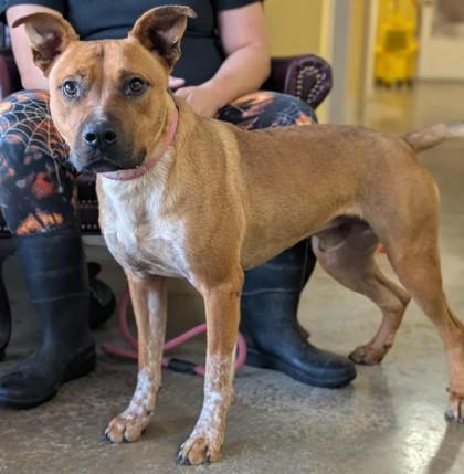 Stallone, Adoptable, Adult Male Cattle Dog & Mixed Breed.
