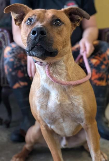 Stallone, a Adoptable mixed breed in La Harpe, KS image 4/6