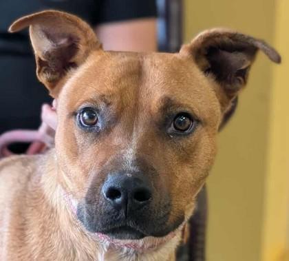 Stallone, Adoptable, Adult Male Cattle Dog & Mixed Breed.