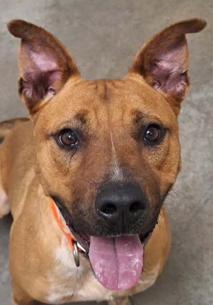 Enlarge Stallone, a Adoptable mixed breed in La Harpe, KS image 3/3