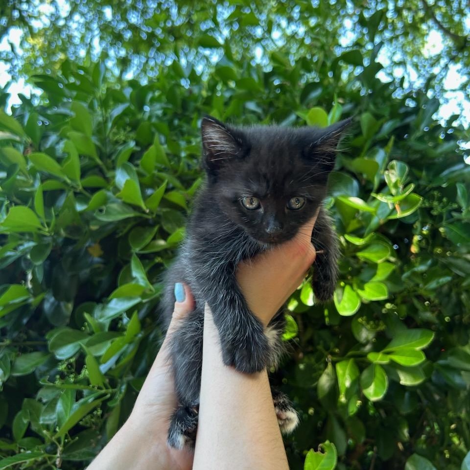 Mojito, ADOPTABLE, Kitten Female Domestic Short Hair.