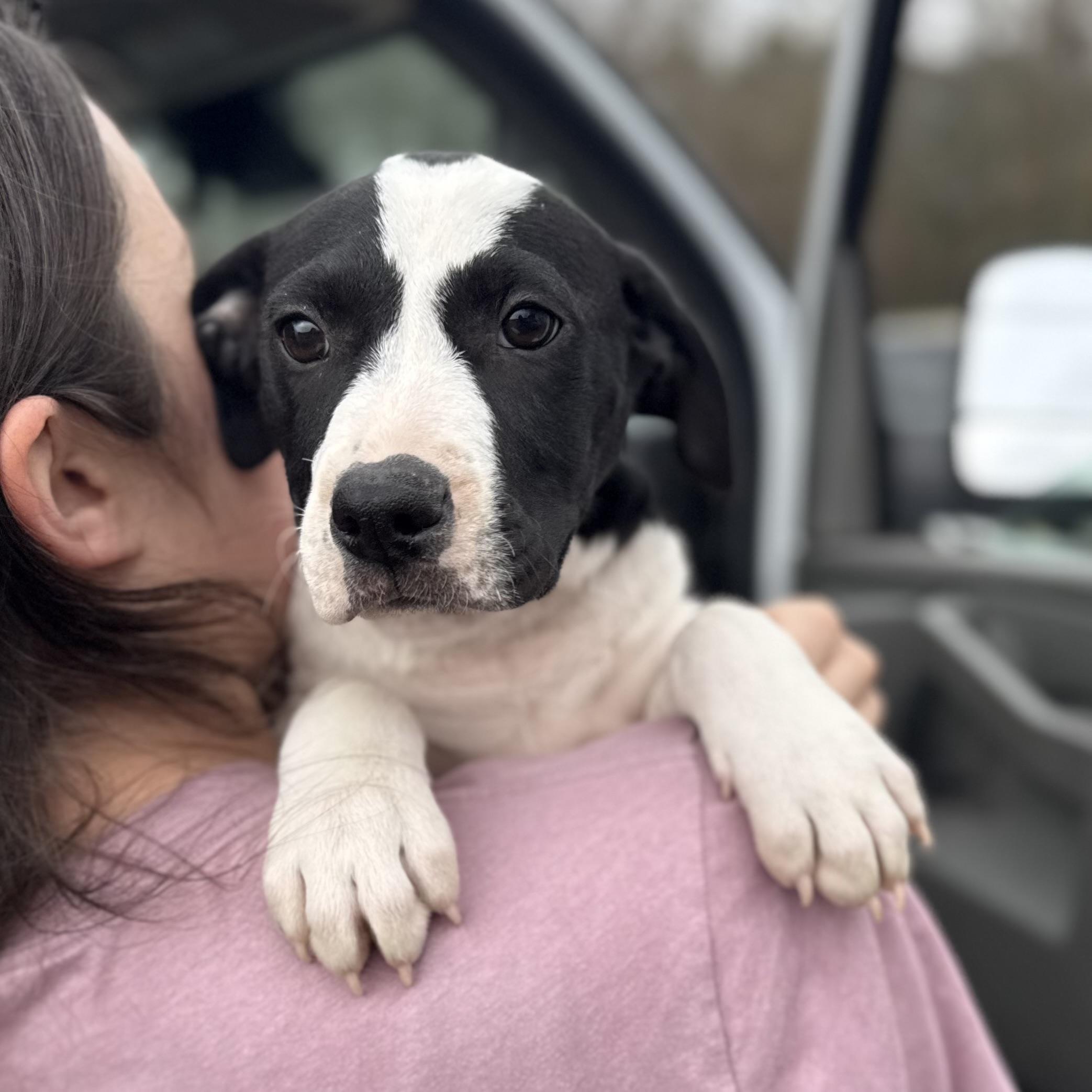 Cicada — thumbnail 2