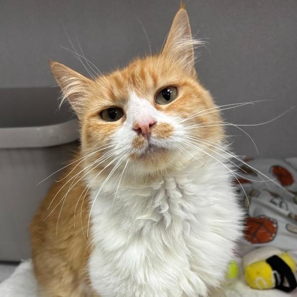 Enlarge Biscuits, a Adoptable mixed breed in Los Angeles, CA image 1/6