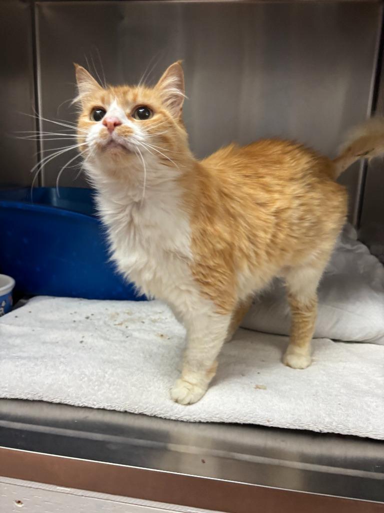 Enlarge Biscuits, a Adoptable mixed breed in Los Angeles, CA image 5/6
