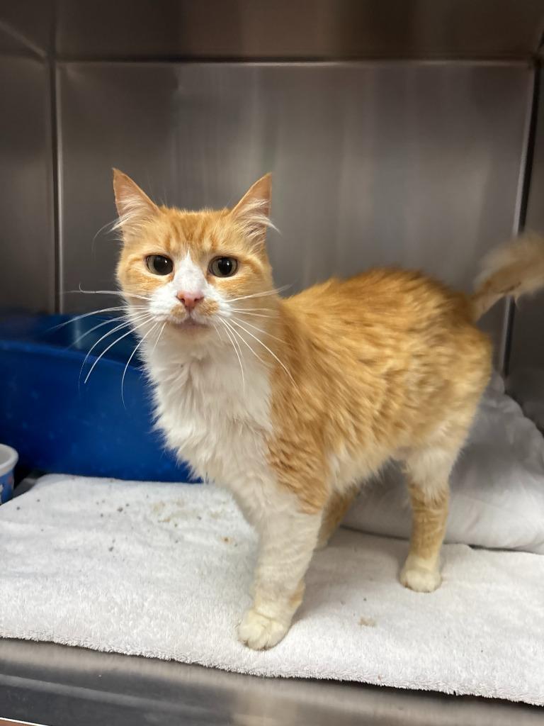 Enlarge Biscuits, a Adoptable mixed breed in Los Angeles, CA image 2/6