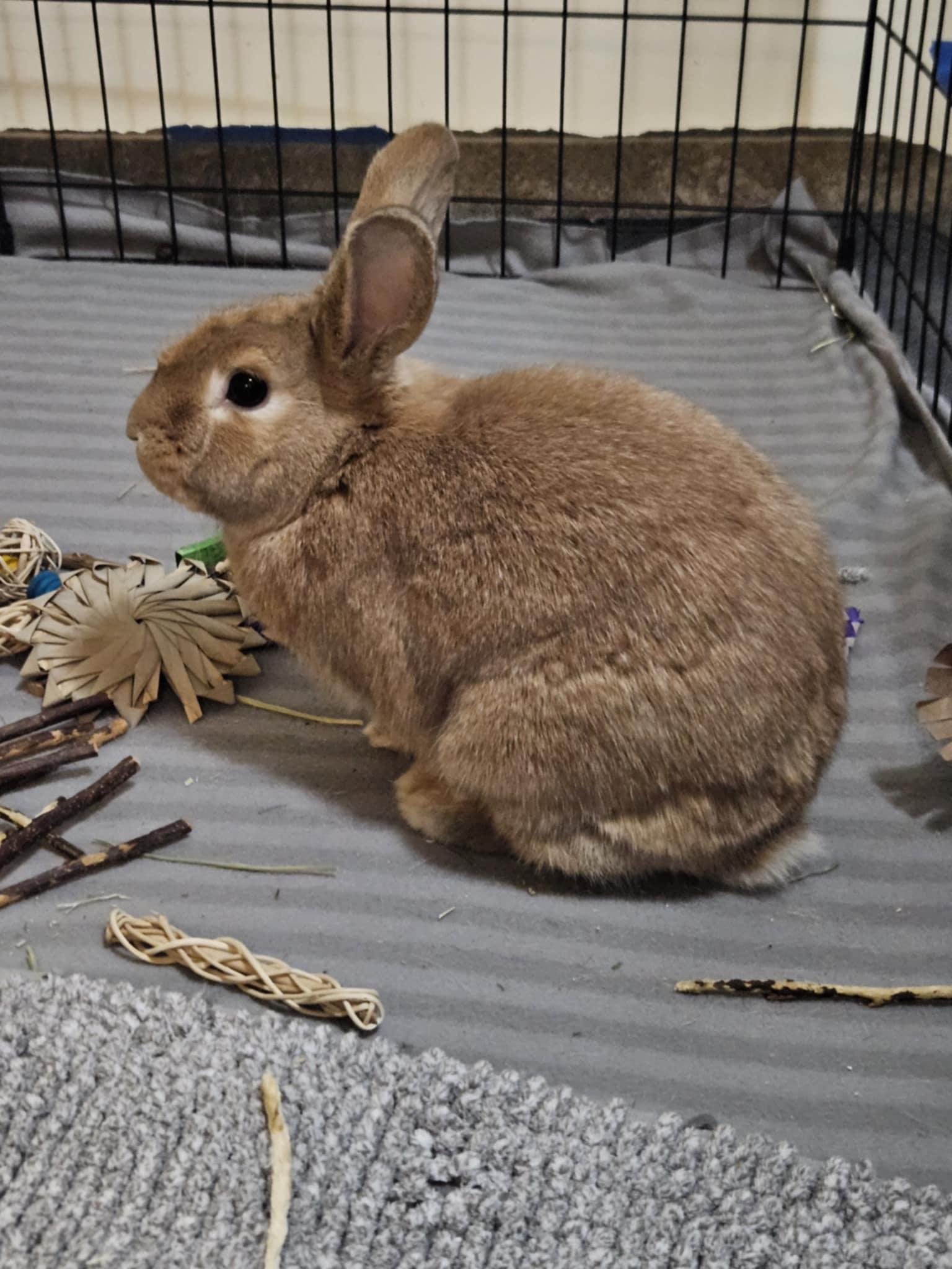 Luke, Adoptable, Adult Male Lionhead.
