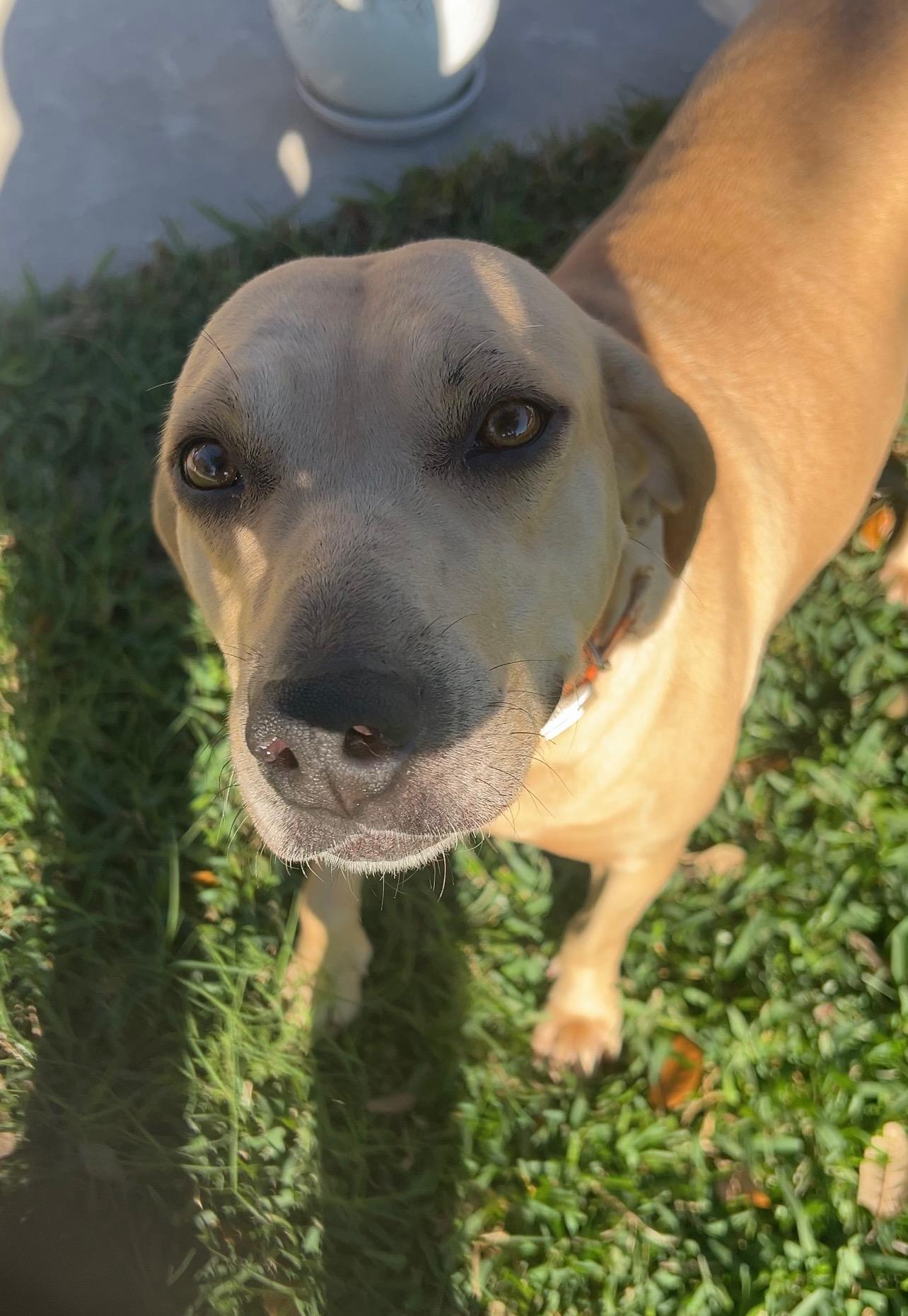 Dolly, adoptable, Adult Female Black Mouth Cur.