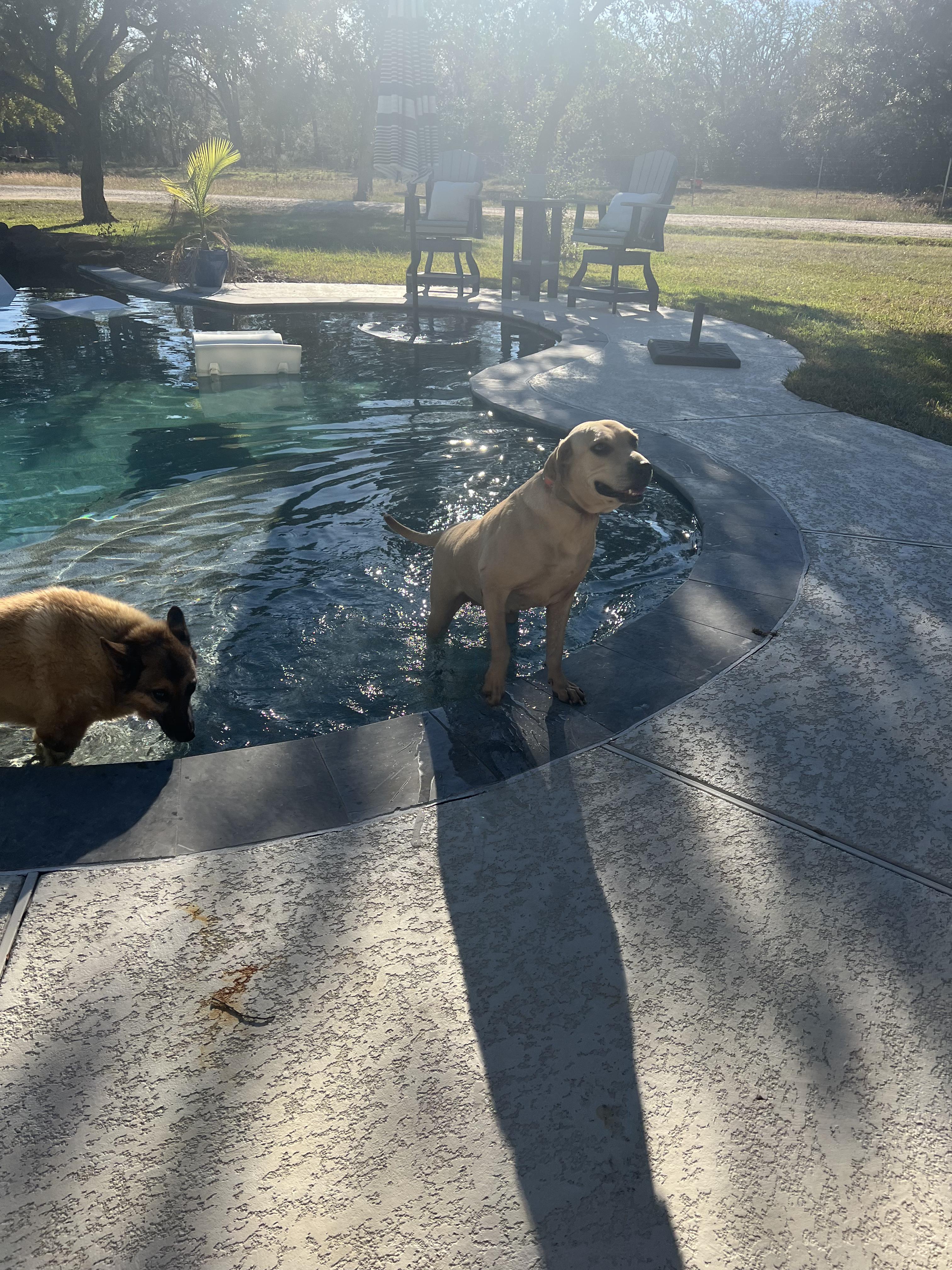 Enlarge Dolly, an adoptable mixed breed in Austin, TX image 4/4