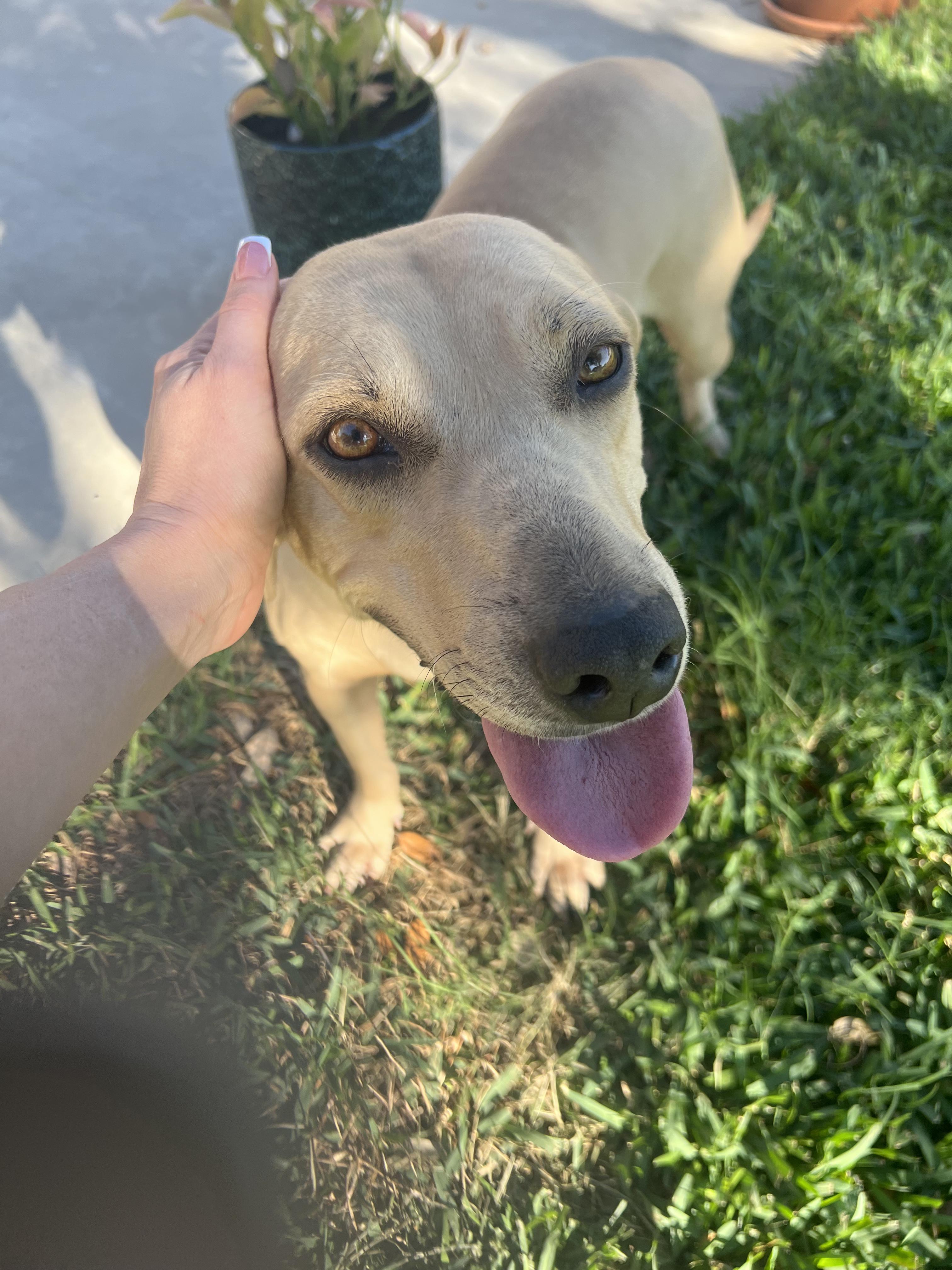 Enlarge Dolly, an adoptable mixed breed in Austin, TX image 2/4