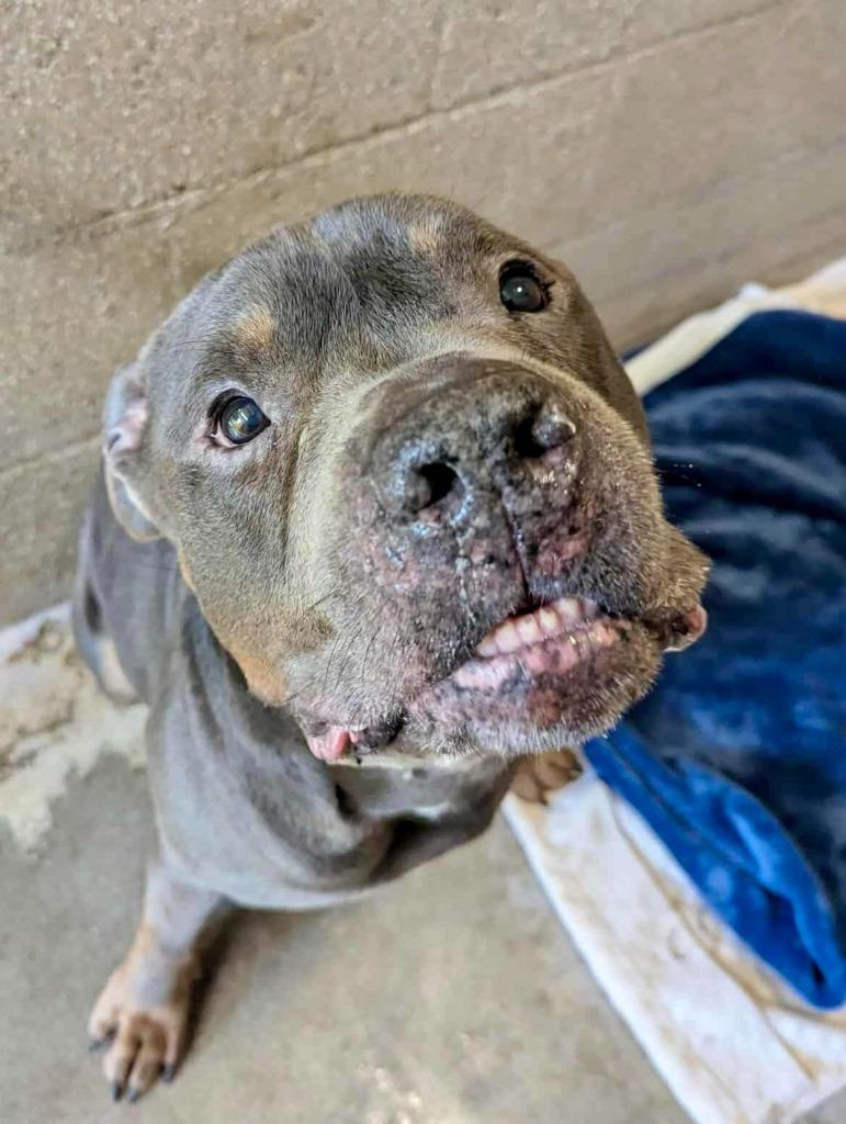 Happy, a Adoptable Pit Bull Terrier in Sebastian, FL image 2/2