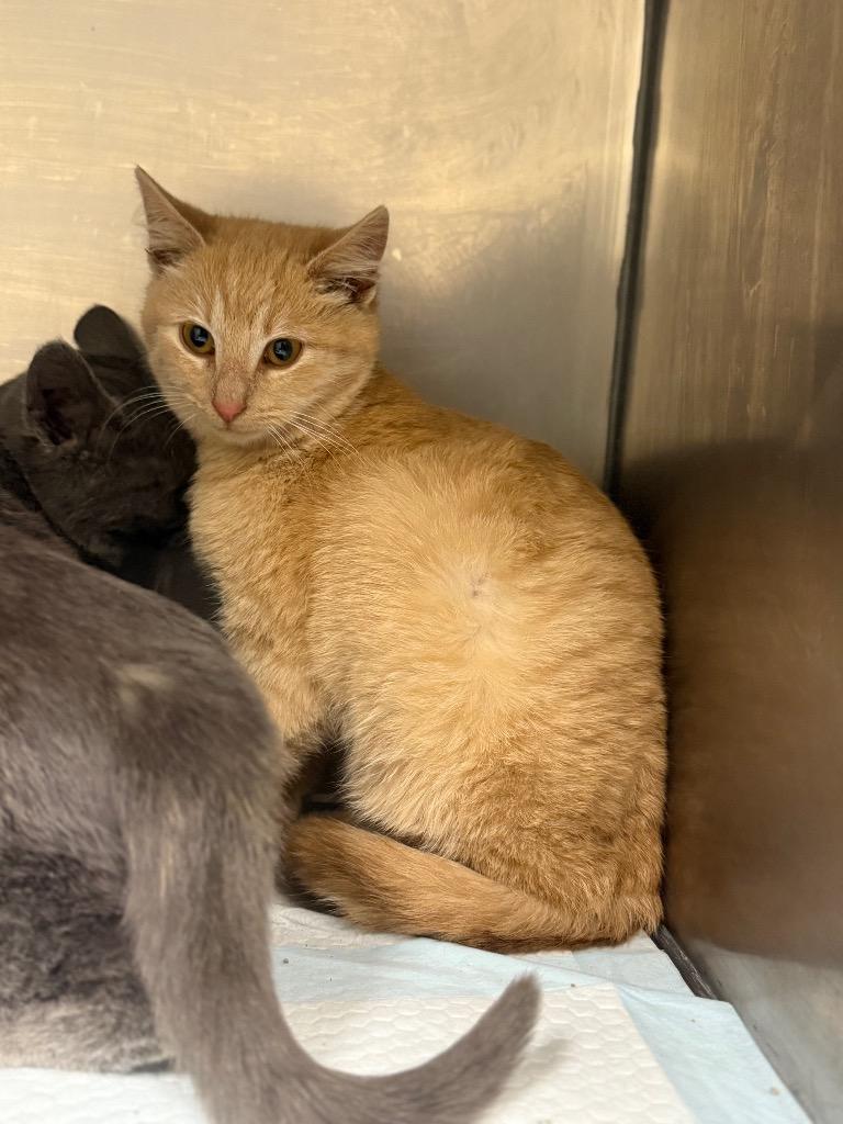 Enlarge J.J, a Adoptable mixed breed in North Vernon, IN image 1/1